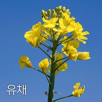 코리아팜 유채(가을)1kg