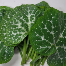 [한스푼푸드] 호박잎 500g 호박잎쌈, 1개