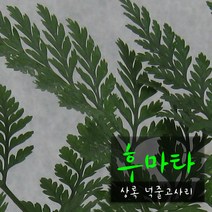 후마타 (넉줄고사리/포름알데히드제거 실내공기정화) 지름 9cm 소품 관엽화분, 4개