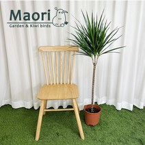 드라세나 마지나타 대형 24인치 외목대 실내 식물 인테리어 관엽 대성식물, 02. 블랙(마젠타), 1개