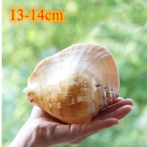 조개껍질 장식 조개껍질세트 대형 천연 바다 해변 어항 낚시 해상 홈 웨딩 파티 공예, 14.O - L