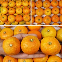 고당도 제주귤 명절선물 추석선물 제주 하우스 감귤 선물세트 3kg 5kg, 하우스귤 선물용 5kg 중과 42-57과