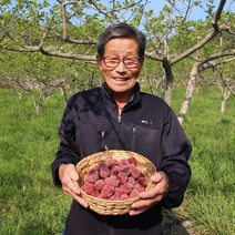 경남밀양 꾸지뽕열매 5kg 농원직송 산따담 햇열매, 10kg, 1개