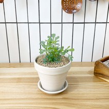 1+1 루 키친허브 화분 세트 로즈마리 딜 바질 베란다 텃밭 허브 키우기, H25.루, H18.스테비아