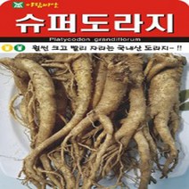 슈퍼도라지 씨앗 1000립 뿌리원예
