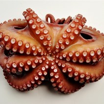 제수용 자숙문어 한마리 1kg 1.5kg 2kg 3kg 냉동 문어 돌문어 삶은 데친 문어숙회, 1_2. 제수용 자숙문어 한마리 2kg
