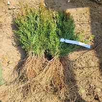 [좋은원예] 주목나무 실생3년 뿌리묘 / 1묶음(10주), 1개