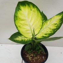 마리안느 중품