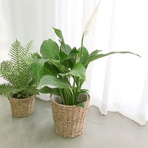 실내 공기 미세먼지 정화 식물 거실 화분 극락조 여인초 아레카야자 뱅갈고무나무 키우기 집들이, 아비스