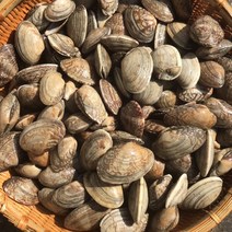 흠스수산 바지락 1kg 조개탕 조개찜 조개구이 해물탕 해물찜 해산물 수산물, 3kg, 1개