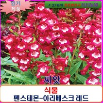 희귀 씨앗 펜스테몬-아라베스크 레드10립-SF, 상세페이지 참조