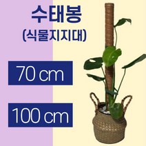 [넝쿨식물] 몬스테라 수태봉 70cm 100cm 식물지지대 코코봉 지주대 사은품 식물고정용 벨크로 가든타이, 100cm4개