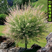 플라밍고셀릭스 접목H0.8~H1.2포트, 플라밍고셀릭스 H0.8m -H1.2m포트, 1개