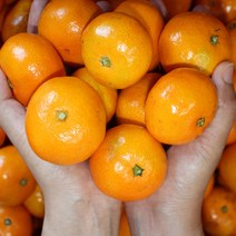 천하일품 제주 감귤 10kg 꼬마, 천하일품 제주 감귤 3kg 소과(2S