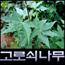 고로쇠 고로쇠나무묘목 약나무, 1개
