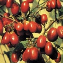 묘목/대실산수유 /접목1년 SK584