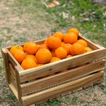 제주도 농장직송 과일 만감류 고당도 카라향, 가정용혼합(못난이) 3kg, 1개
