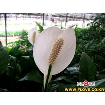 플러브 스파티필름
