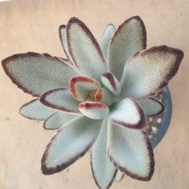 [수암다육] 월토이 랜덤발송 Kalanchoe tomentosa 다육 다육이 다육식물 국민다육 다육이키우기 선인장 미니선인장