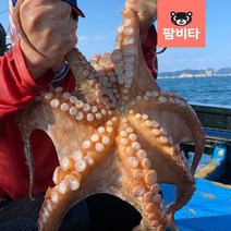 [산소포장] 프리미엄 통영 돌문어 1kg -활 문어 손질 돌문어 자숙 돌문어 제수용 문어, [진공포장] 자숙 돌문어 1.3kg 1미