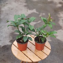 [공룡꽃식물원]1＋1 오렌지레몬나무 79