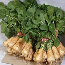 알타리 초롱무 2.8~ 3.5kg (단) 이내 국내산 백산상회, 1개