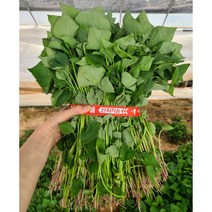 익산 1대 고구마모종 1단(95~100주) 1.8kg 꿀 밤 호박 신품종, 꿀(베니하루카) 1단, 4/25(화), 1개