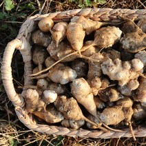 생 돼지감자 5kg 팔팔마켓 뚱단지 되지감자 재배 판매, kg