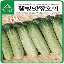 (오이씨앗종자) 웰빙맛짱 오이(노각오이) (40립)