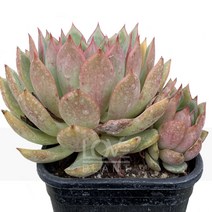 핑크드래곤-에케베리아/로제트/매혹의창/반려식물