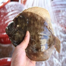 삼천포 봄도다리쑥국 당일손질, 손질도다리 700~800g + 쑥50g