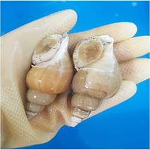 어머나수산 동해안 백고동 백골뱅이 1kg 중자, 1개