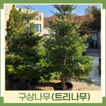 구상나무 묘목 트리나무 키1.5m(분) 1개