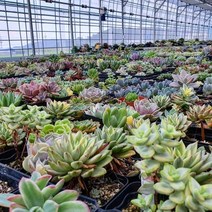 다육이 선인장 실내공기정화식물 국민다육이, 36_A수박, 1개