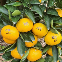 또바기팜 제주 노지감귤(가정용) 5kg 10kg 대과 못난이귤