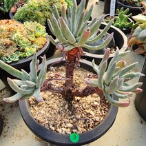 [해뜰다육] 애듈리스(두들레야)3 다육식물 선인장