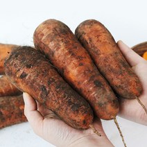 [팔도농장] 제주 화산토 햇 흙 당근(중/즙용)3kg/5kg/10kg, 당근(중/즙용) 10kg