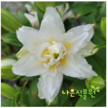 [나은식물원]8.[백합 왜성] 로즈 시타-2구(향)