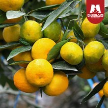 [마녀바스켓] 제주도 극조생 감귤 2.5kg 소과(2S~S), 상세 설명 참조