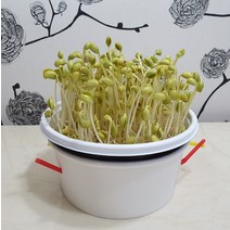집에서 콩나물 키우기 기르기 키트 (1인세트)-국내산콩 식용가능