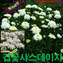 (희귀꽃씨) 겹꽃샤스타데이지 15립