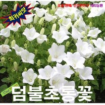 (희귀씨앗) 덤불초롱꽃 화이트 25립