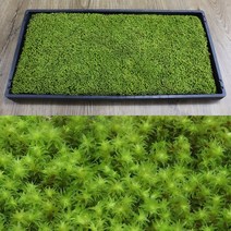 모스홀릭 서리이끼 1판 60x30cm 양지이끼 조경재료 홈가드닝 분재 이끼정원 석부작 이끼키우기, 1개