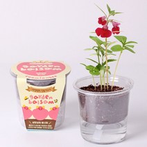 봉선화 봉숭아꽃 씨앗 키우기, 1개