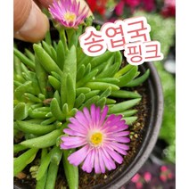 송엽국 핑크/척박한 곳에서도 잘 자라는 사철채송화 송엽국, 1개