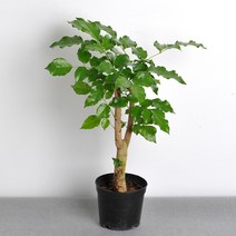 가꾸지오 공기정화식물 먼지제거 천연가습 포트식물F, 포트식물F-녹보수(중)