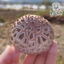 참나무배지 생표고버섯 1kg+200g 파지 특품, 하급