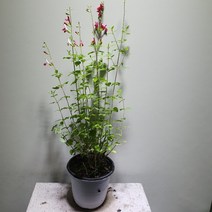 [공룡꽃식물원]체리세이지 묵은둥이 중품, 1개