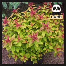 (나무판다) 삼색조팝 나무 묘목 5치화분, 삼색조팝 5치포트
