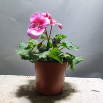 품종랜덤 유럽 제라늄 페라고늄 소품 10~25cm 29, 1개